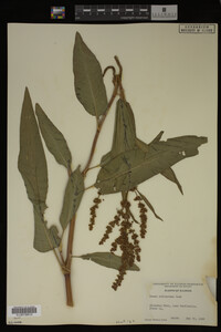 Rumex altissimus image