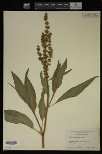 Rumex altissimus image