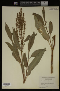 Rumex altissimus image