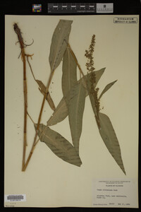 Rumex altissimus image