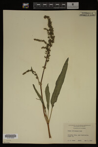Rumex altissimus image