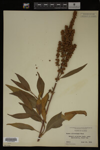 Rumex altissimus image