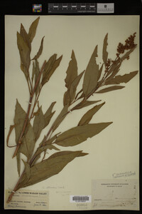 Rumex altissimus image