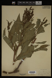 Rumex altissimus image