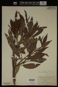 Rumex altissimus image