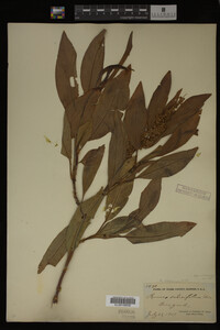Image Associated With the Occurrence
