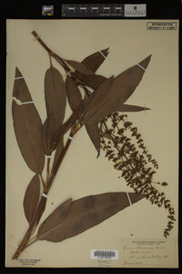 Rumex altissimus image
