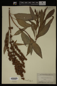 Rumex altissimus image