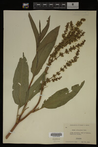 Rumex altissimus image