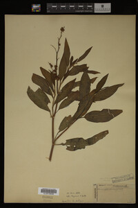 Rumex altissimus image