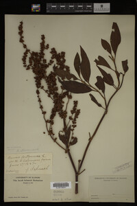 Rumex altissimus image