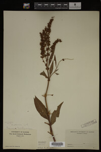 Rumex altissimus image
