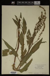 Rumex altissimus image