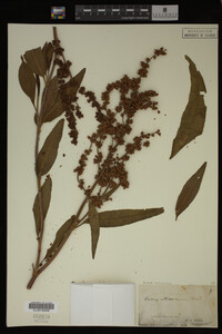 Rumex altissimus image