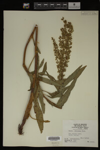 Rumex altissimus image