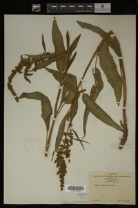 Rumex altissimus image