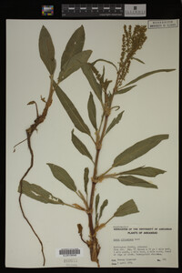 Rumex altissimus image