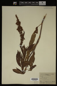 Rumex altissimus image