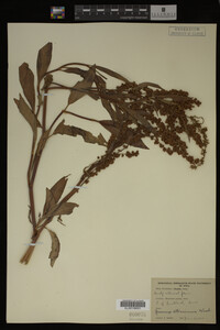Rumex altissimus image