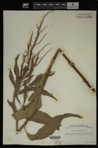 Rumex altissimus image