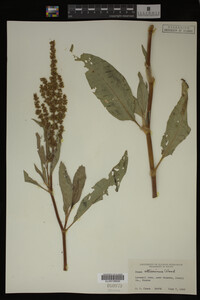 Rumex altissimus image