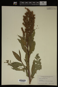 Rumex altissimus image