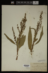 Rumex altissimus image