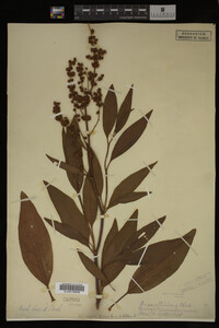 Rumex altissimus image
