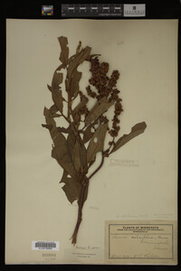 Rumex altissimus image