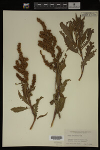 Rumex altissimus image