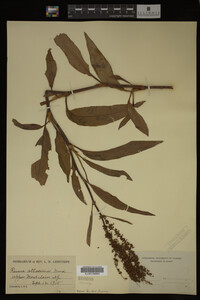 Image Associated With the Occurrence