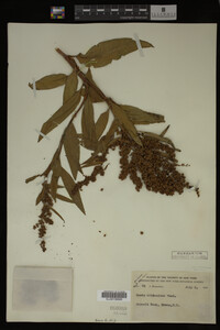 Rumex altissimus image