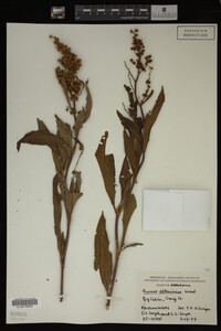 Rumex altissimus image