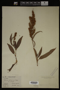 Rumex altissimus image
