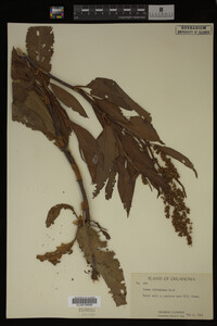 Rumex altissimus image
