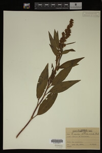 Rumex altissimus image