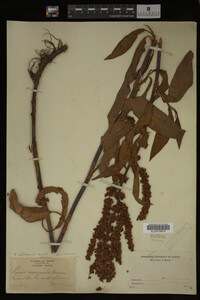 Rumex altissimus image