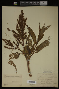 Rumex altissimus image