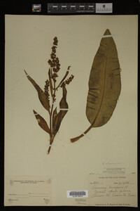 Rumex altissimus image