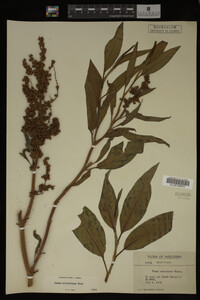 Rumex altissimus image