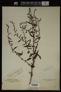 Image Associated With the Occurrence