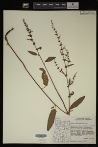 Image Associated With the Occurrence