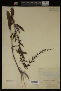 Image Associated With the Occurrence