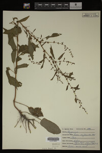 Image Associated With the Occurrence