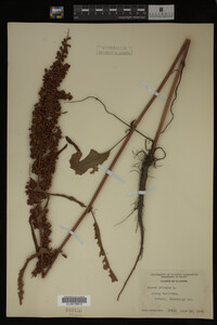 Image Associated With the Occurrence