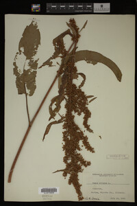 Image Associated With the Occurrence