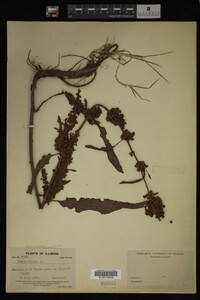 Image Associated With the Occurrence