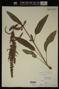 Image Associated With the Occurrence