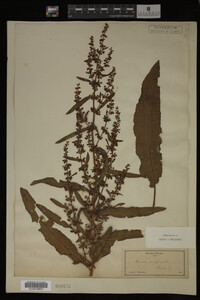 Image Associated With the Occurrence