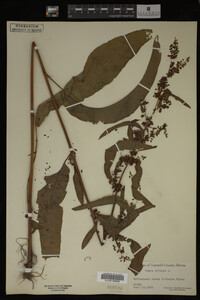 Image Associated With the Occurrence